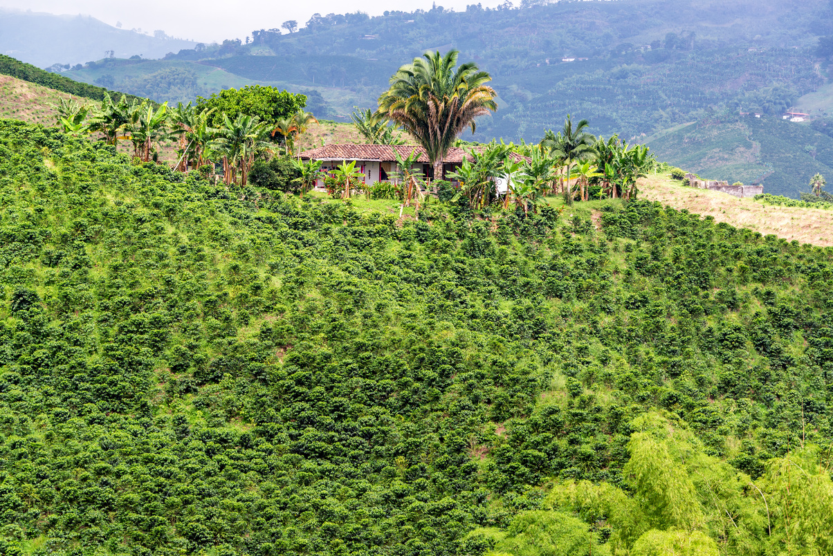 Coffee Plants and Small House in Manizales, Colombia